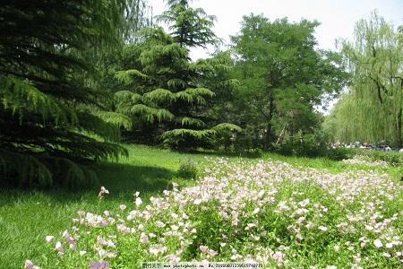 tent（tent是什么意思）